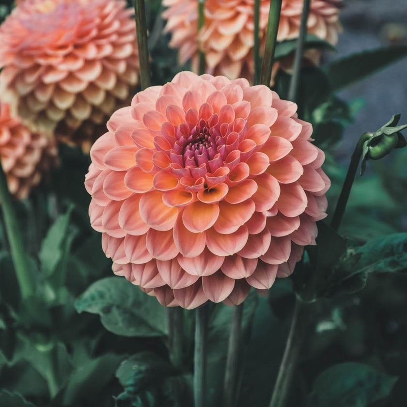 Orange Breeze - Mount Mera Botanical - Dahlia