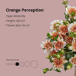 Orange Perception* - Mount Mera Botanical - Dahlia