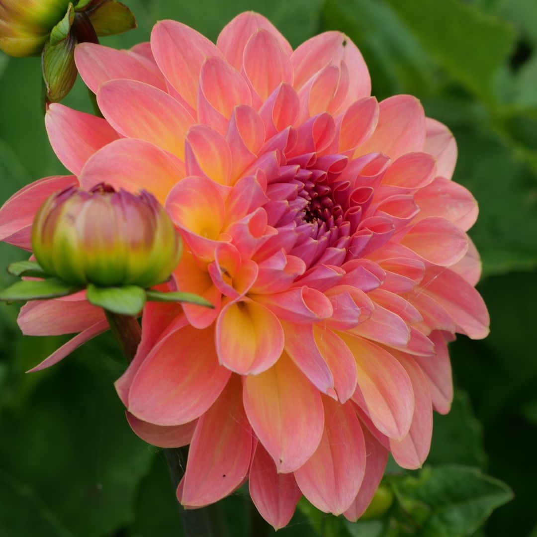 Orange Breeze
