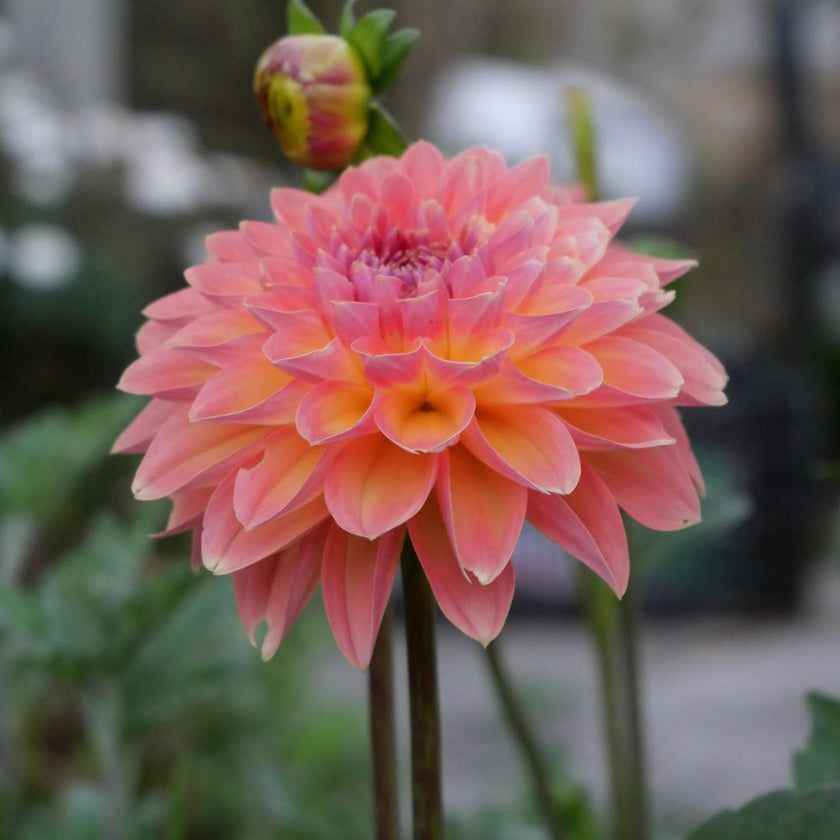 Orange Breeze