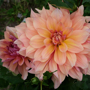 Pasadoble Dancer - Mount Mera Botanical - Dahlia