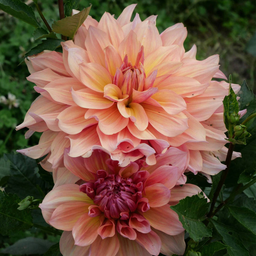 Pasadoble Dancer - Mount Mera Botanical - Dahlia