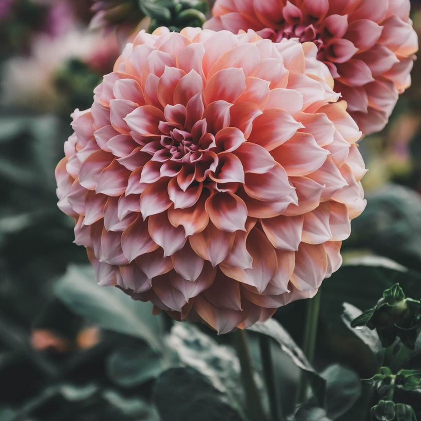 Peaches - Mount Mera Botanical - Dahlia