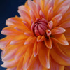 Peaches and Vanilla - Mount Mera Botanical - Dahlia