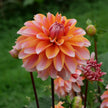 Peaches and Vanilla - Mount Mera Botanical - Dahlia