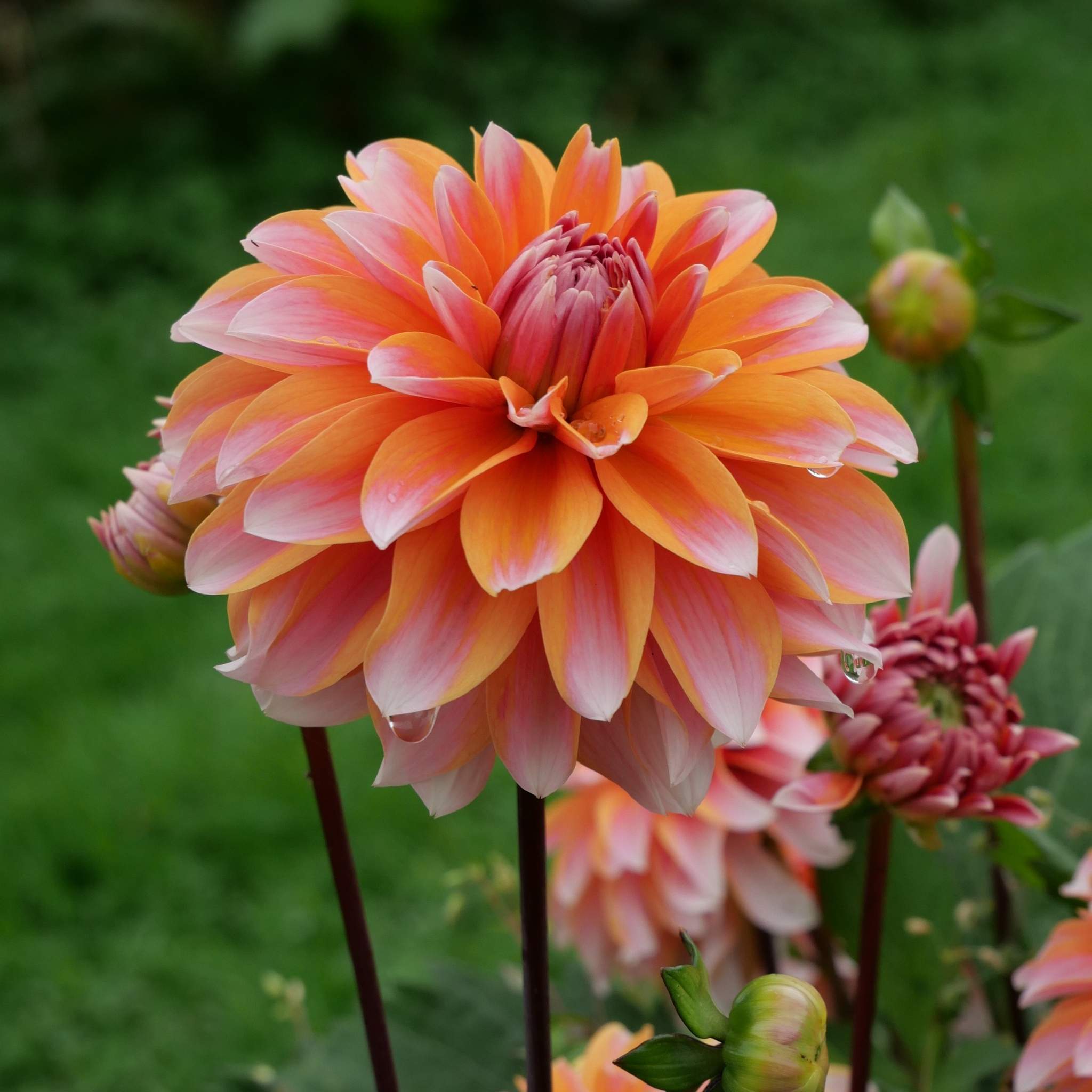 Peaches and Vanilla - Mount Mera Botanical - Dahlia