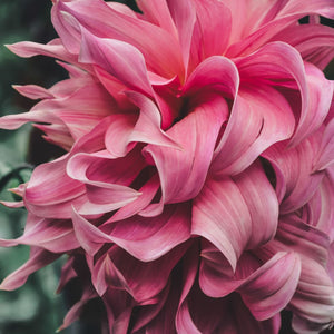 Penhill Watermelon - Mount Mera Botanical - Dahlia