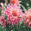 Penhill Watermelon (VIP) Limit 2 - Mount Mera Botanical - Dahlia