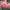 Penhill Watermelon (VIP) Limit 2 - Mount Mera Botanical - Dahlia
