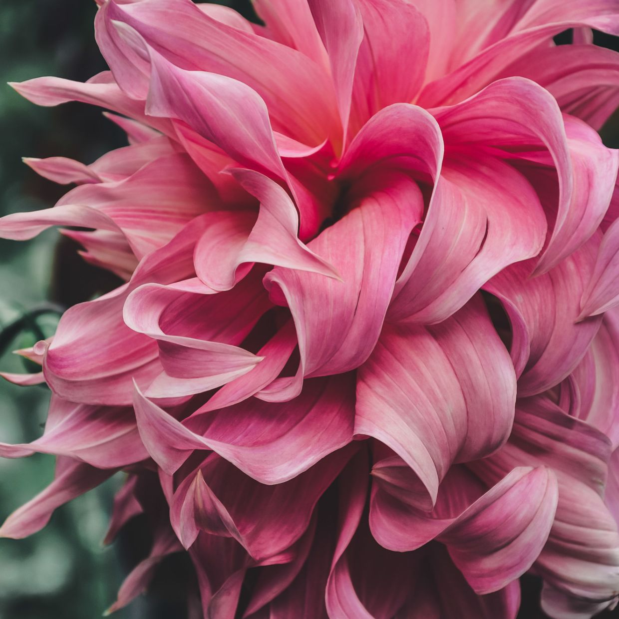 Penhill Watermelon (VIP) Limit 2 - Mount Mera Botanical - Dahlia