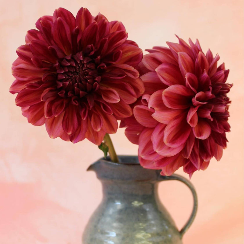 Perch Hill - Mount Mera Botanical - Dahlia