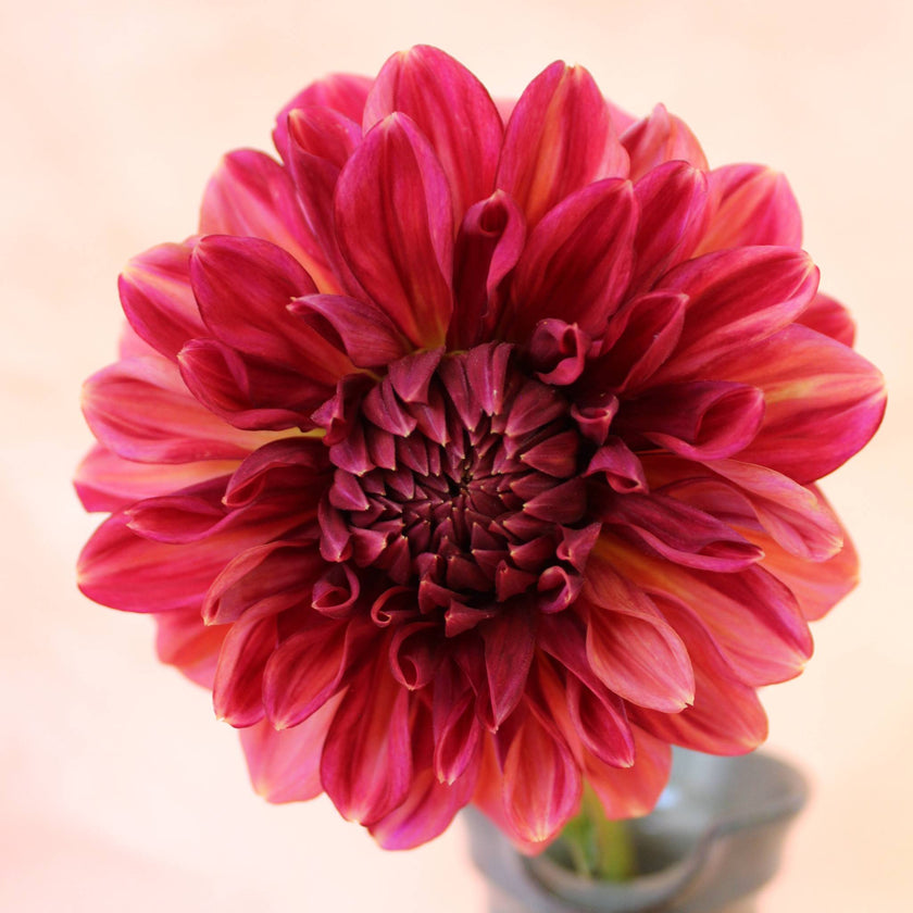 Perch Hill - Mount Mera Botanical - Dahlia