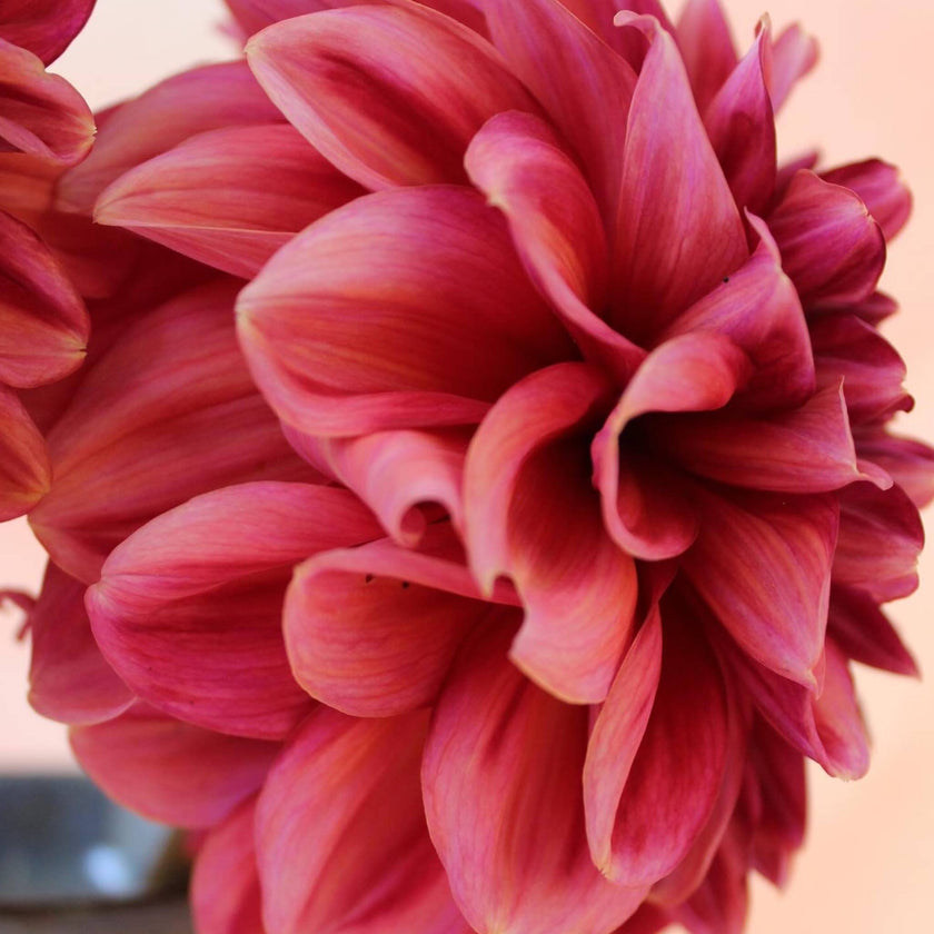 Perch Hill - Mount Mera Botanical - Dahlia