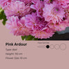 Pink Ardour * - Mount Mera Botanical - Dahlia
