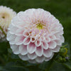 Pink Pearl - Mount Mera Botanical - Dahlia
