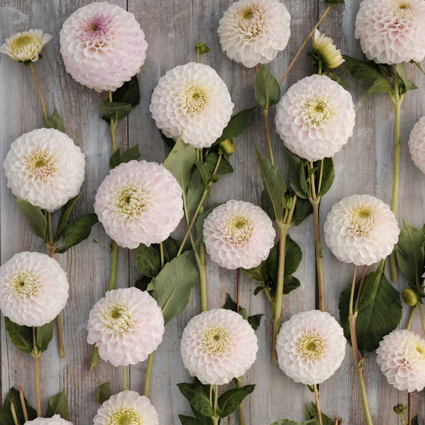 Pink Pearl Plant - Mount Mera Botanical - Dahlia