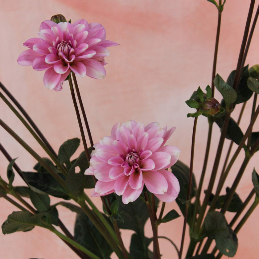 Pink Perception - Mount Mera Botanical - Dahlia