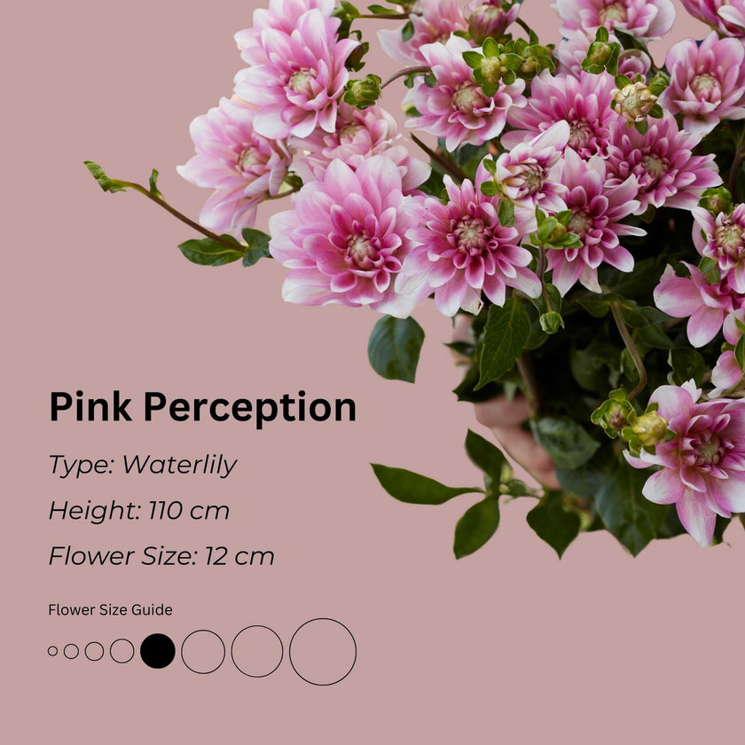Pink Perception* - Mount Mera Botanical - Dahlia