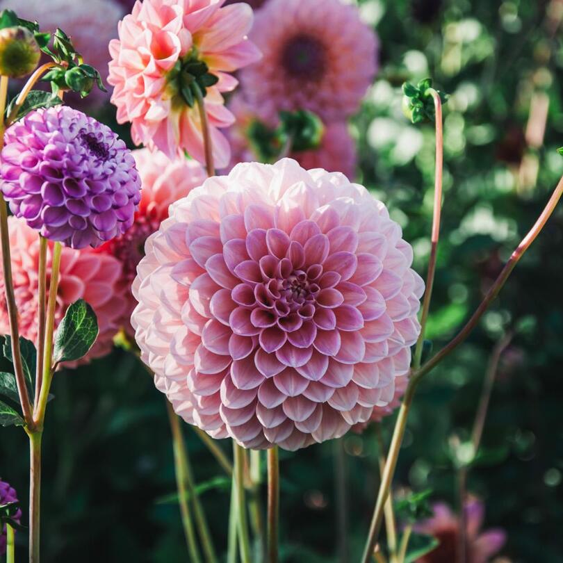 Pink Runner - Mount Mera Botanical - Dahlia