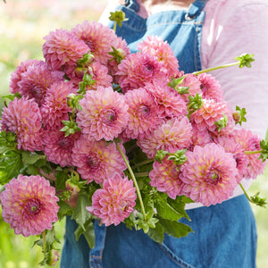 Pink Suffusion* - Mount Mera Botanical - Dahlia