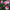 Pink Suffusion - Mount Mera Botanical - Dahlia