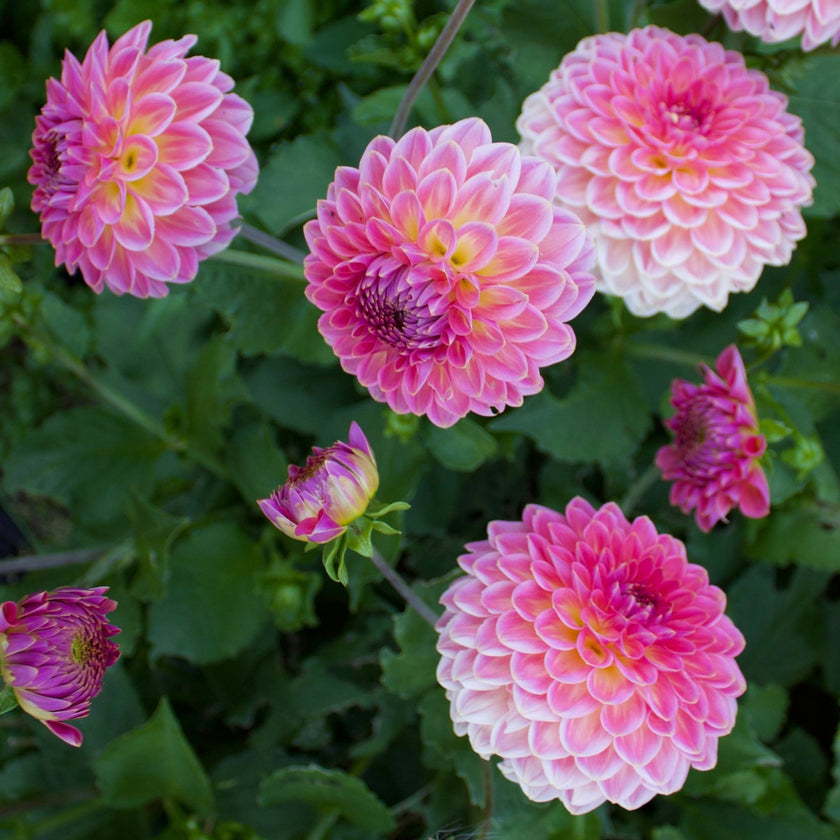Pink Suffusion - Mount Mera Botanical - Dahlia
