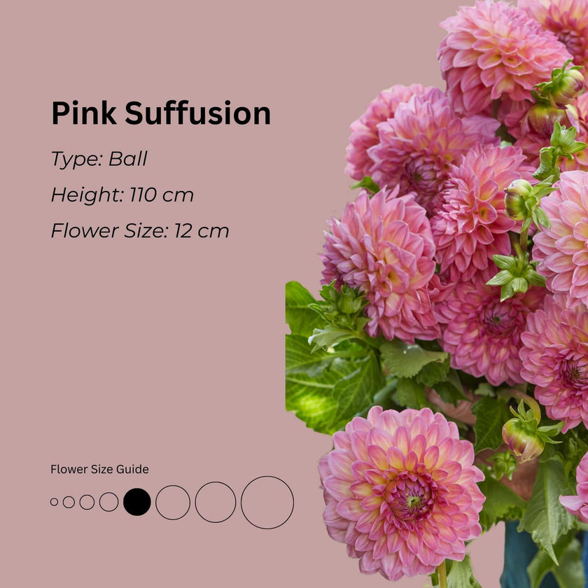Pink Suffusion* - Mount Mera Botanical - Dahlia