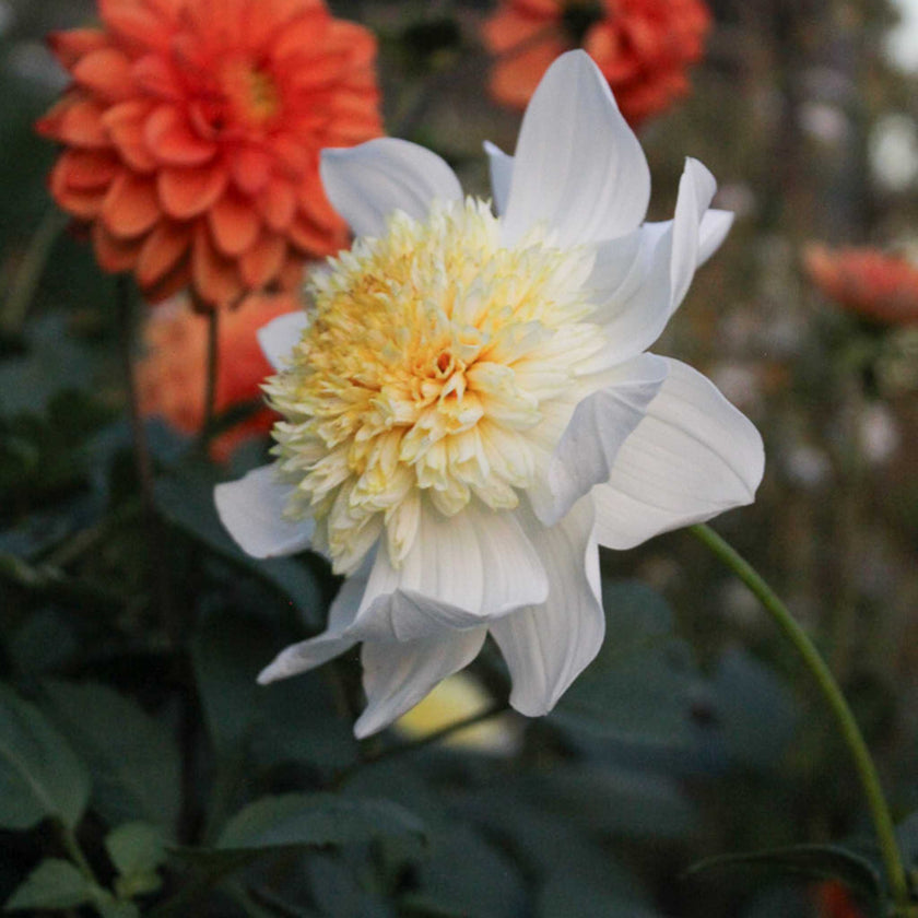 Platinum Blonde* - Mount Mera Botanical - Dahlia