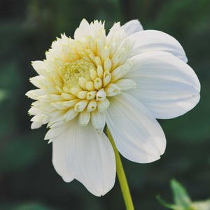 Platinum Blonde* - Mount Mera Botanical - Dahlia