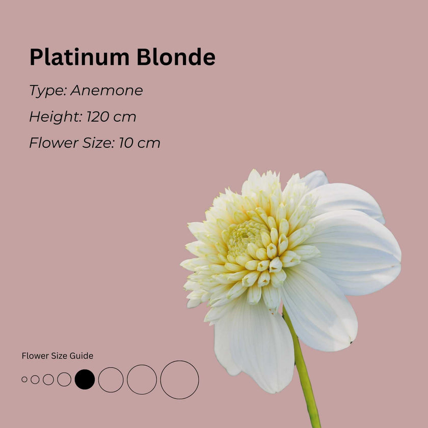 Platinum Blonde* - Mount Mera Botanical - Dahlia