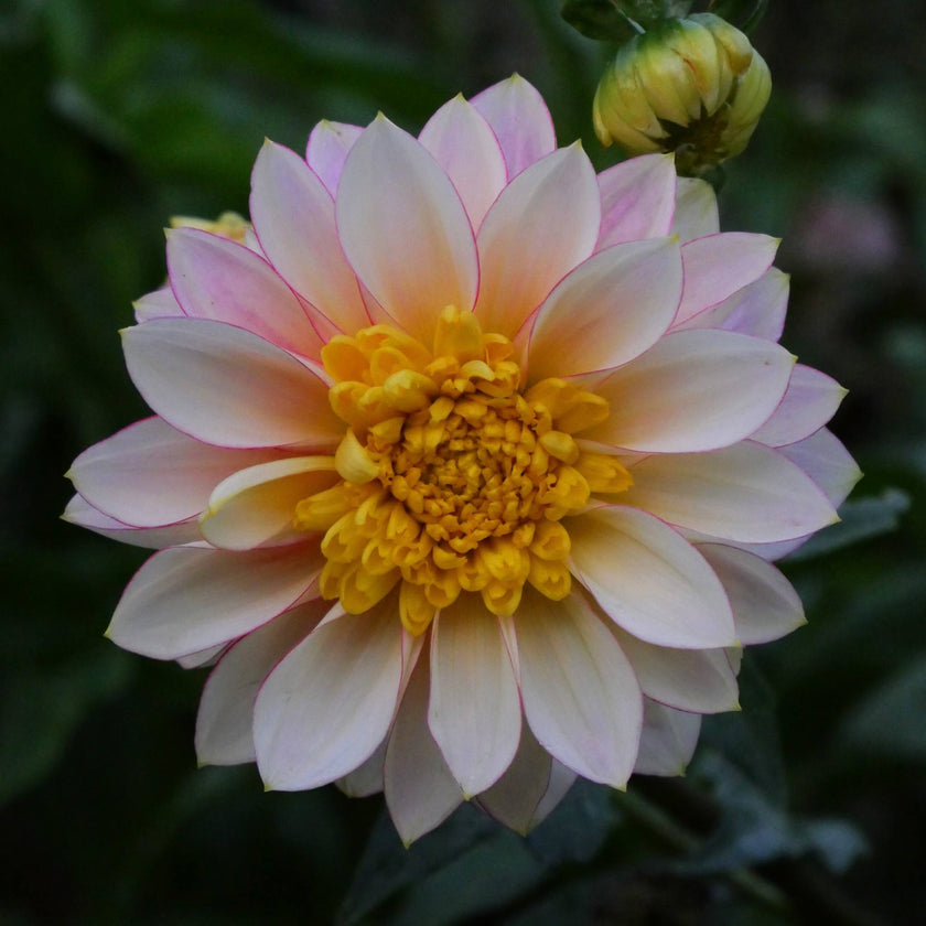 Polka - Mount Mera Botanical - Dahlia