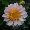 Polka - Mount Mera Botanical - Dahlia