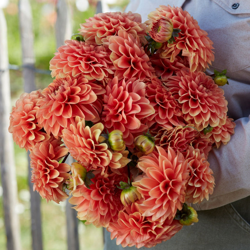 Portofino - Mount Mera Botanical - Dahlia