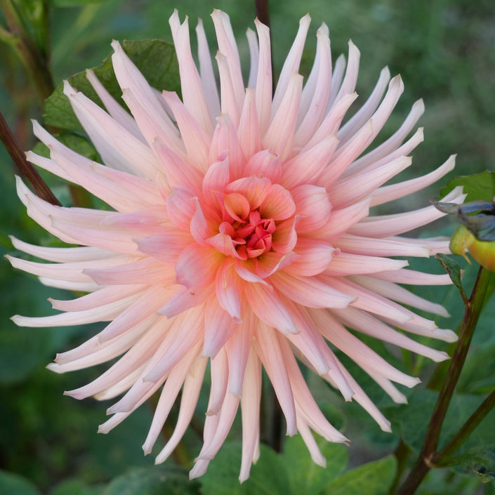 Preference - Mount Mera Botanical - Dahlia