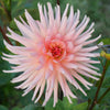 Preference - Mount Mera Botanical - Dahlia