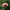 Preference - Mount Mera Botanical - Dahlia