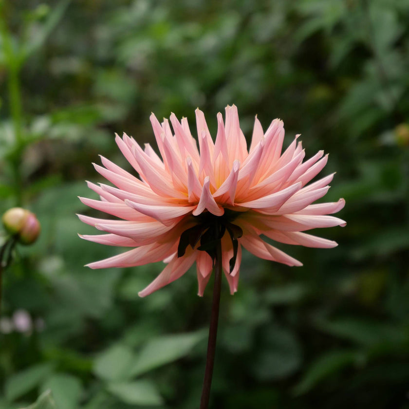 Preference - Mount Mera Botanical - Dahlia