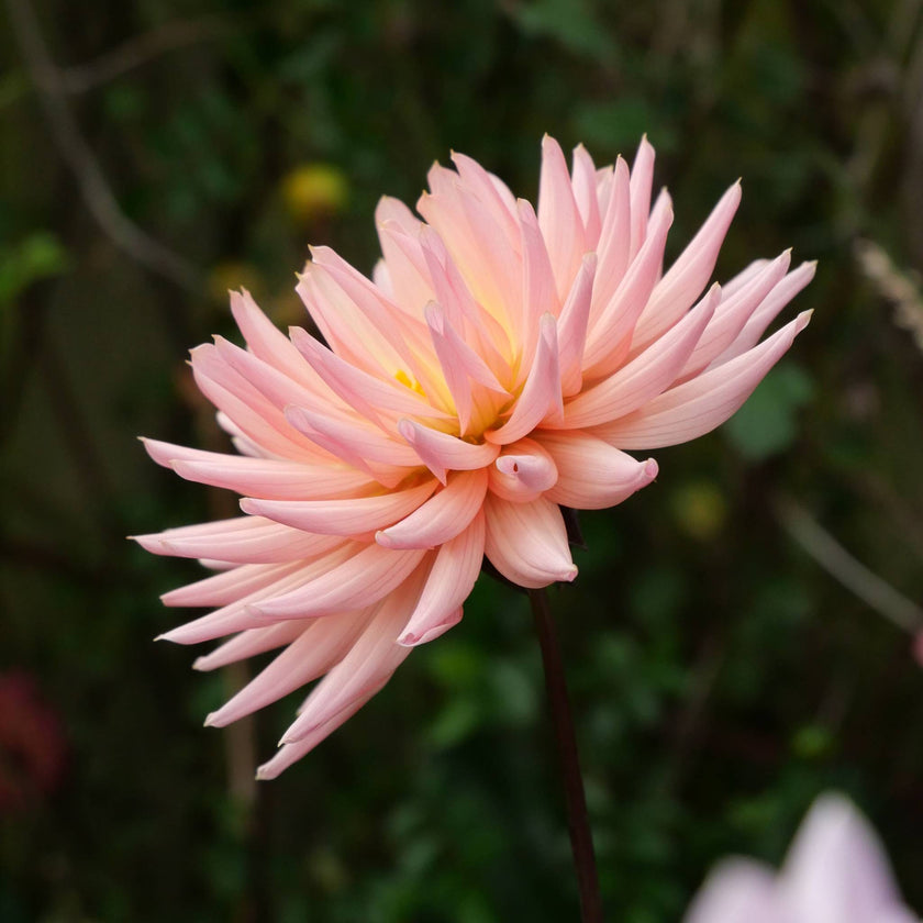 Preference - Mount Mera Botanical - Dahlia