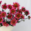 Princess Nadine - Mount Mera Botanical - Dahlia