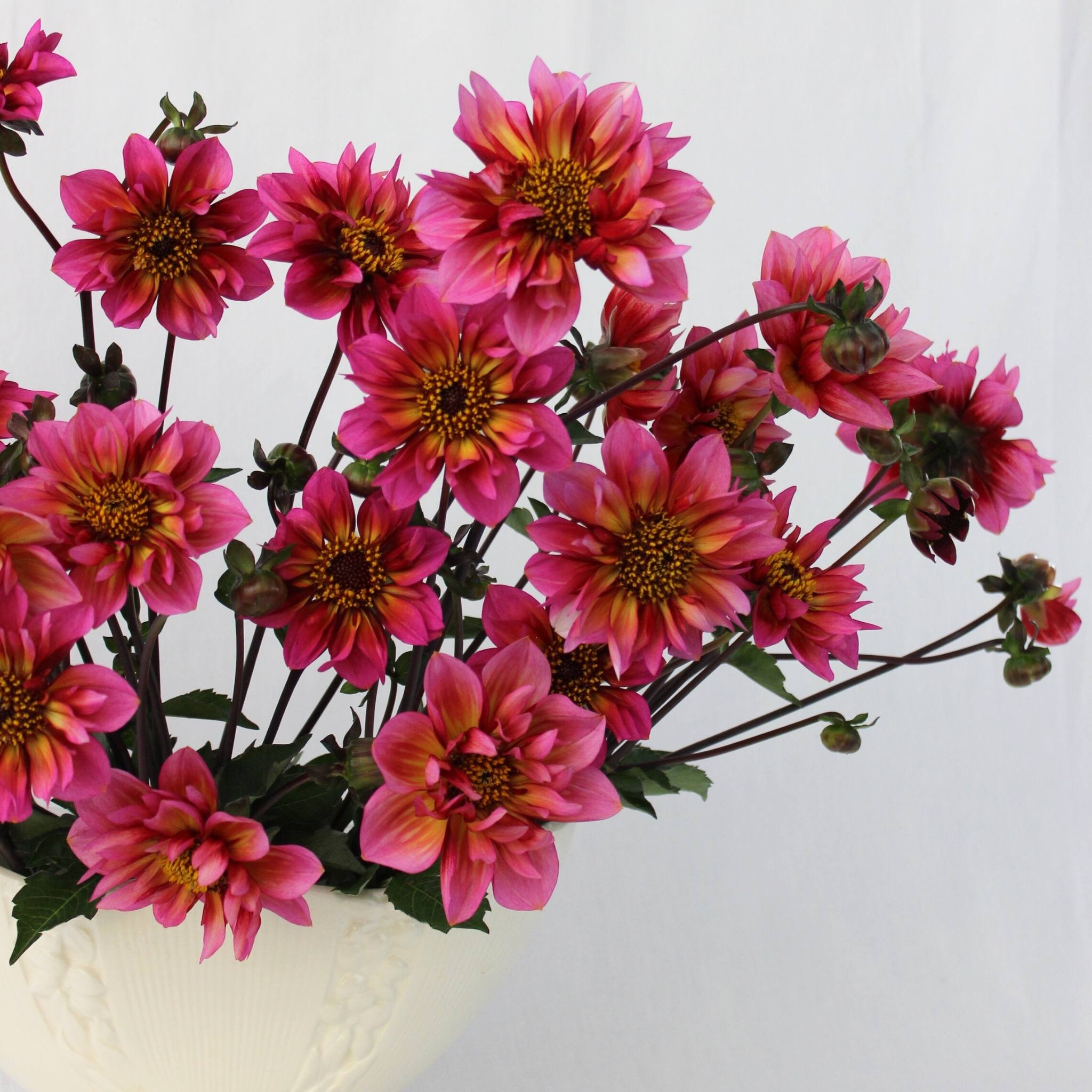 Princess Nadine - Mount Mera Botanical - Dahlia