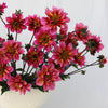 Princess Nadine - Mount Mera Botanical - Dahlia