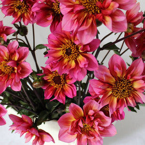 Princess Nadine - Mount Mera Botanical - Dahlia