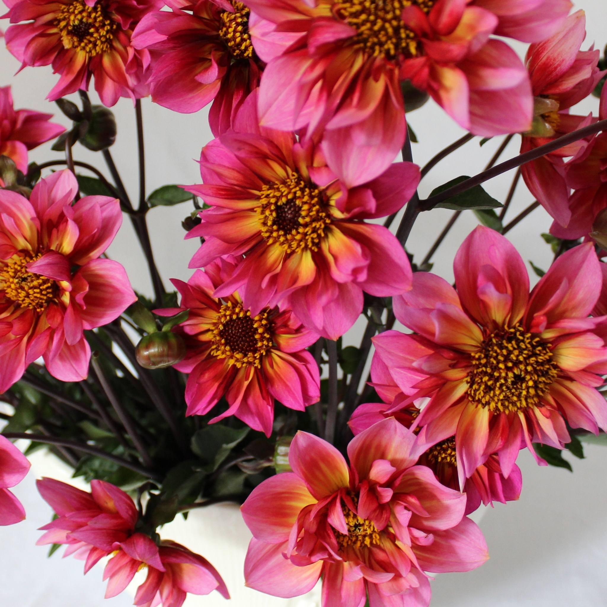 Princess Nadine - Mount Mera Botanical - Dahlia