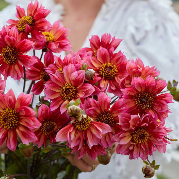 Princess Nadine * - Mount Mera Botanical - Dahlia