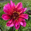 Princess Nadine - Mount Mera Botanical - Dahlia