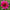 Princess Nadine - Mount Mera Botanical - Dahlia