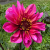 Princess Nadine - Mount Mera Botanical - Dahlia