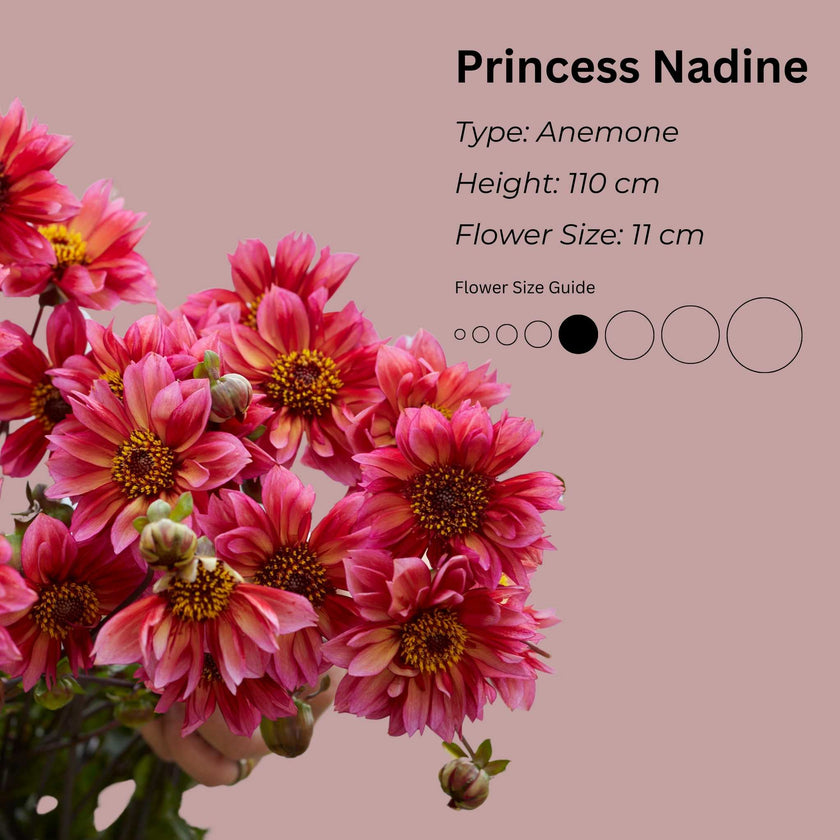 Princess Nadine * - Mount Mera Botanical - Dahlia