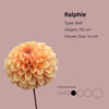 Ralphie* - Mount Mera Botanical - Dahlia