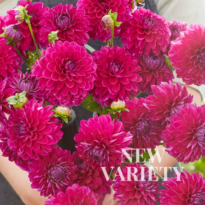 Randy Crawford - Mount Mera Botanical - Dahlia